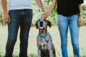 Cane seduto tra i padroni